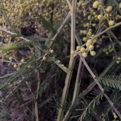 Acacia decurrens at Hackett, ACT - 26 Jul 2023