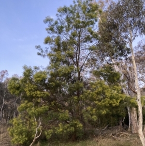 Acacia decurrens at Hackett, ACT - 26 Jul 2023