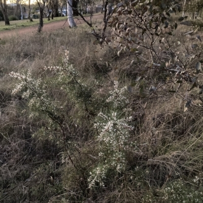 Hakea decurrens subsp. decurrens (Bushy Needlewood) at Hackett, ACT - 26 Jul 2023 by waltraud