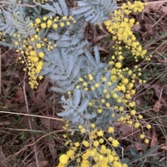 Acacia baileyana x Acacia dealbata (Cootamundra Wattle x Silver Wattle (Hybrid)) at Hackett, ACT - 28 Jul 2023 by waltraud