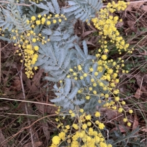 Acacia baileyana x Acacia dealbata at Hackett, ACT - 28 Jul 2023