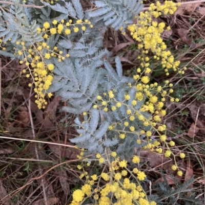 Acacia baileyana x Acacia dealbata (Cootamundra Wattle x Silver Wattle (Hybrid)) at Hackett, ACT - 28 Jul 2023 by waltraud