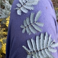 Acacia baileyana x Acacia dealbata at Hackett, ACT - 28 Jul 2023