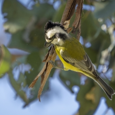 Falcunculus frontatus (Eastern Shrike-tit) at Cootamundra, NSW - 23 Jul 2023 by trevsci