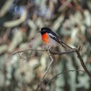 Petroica boodang at Cootamundra, NSW - 24 Jul 2023 10:50 AM