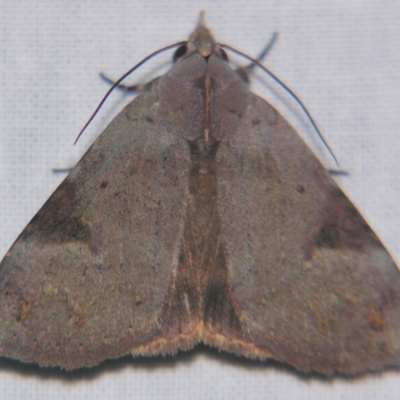 Avatha discolor (Dimorphic Statusmoth) at Sheldon, QLD - 27 Apr 2007 by PJH123