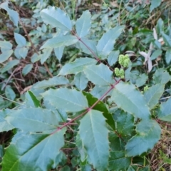 Berberis aquifolium (Oregon Grape) at Isaacs, ACT - 27 Jul 2023 by Mike