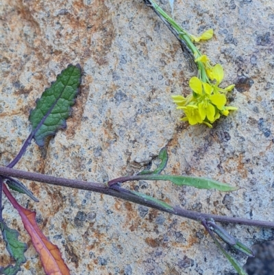 Hirschfeldia incana (Buchan Weed) at Symonston, ACT - 27 Jul 2023 by Mike