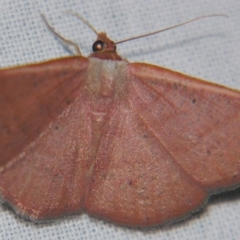 Casbia rhodoptila (Rusty Casbia) at Sheldon, QLD - 27 Apr 2007 by PJH123