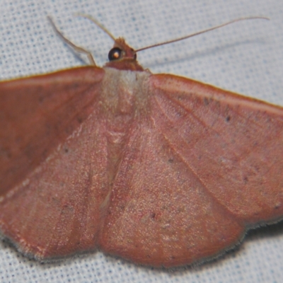 Casbia rhodoptila (Rusty Casbia) at Sheldon, QLD - 27 Apr 2007 by PJH123