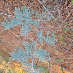 Acacia dealbata subsp. dealbata (Silver Wattle) at Isaacs, ACT - 27 Jul 2023 by Mike