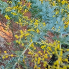 Acacia baileyana (Cootamundra Wattle, Golden Mimosa) at Isaacs, ACT - 27 Jul 2023 by Mike