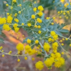 Acacia baileyana at Isaacs, ACT - 27 Jul 2023