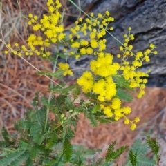 Acacia baileyana x Acacia decurrens (Cootamundra Wattle x Green Wattle (Hybrid)) at Isaacs, ACT - 27 Jul 2023 by Mike