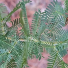 Acacia baileyana x Acacia decurrens at Isaacs, ACT - 27 Jul 2023