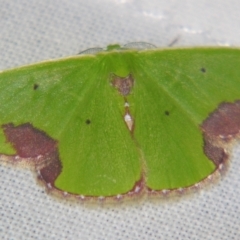 Comibaena mariae (Maria's Emerald) at Sheldon, QLD - 27 Apr 2007 by PJH123