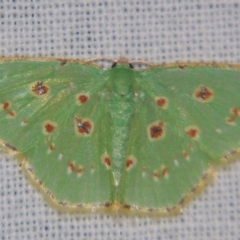 Comostola laesaria (A Geometrid moth (Geometrinae) at Sheldon, QLD - 27 Apr 2007 by PJH123