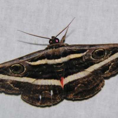 Donuca rubropicta (White Banded Noctuid Moth) at Sheldon, QLD - 28 Apr 2007 by PJH123