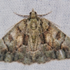 Gastrina cristaria (Wave-lined Geometrid) at Sheldon, QLD - 27 Apr 2007 by PJH123