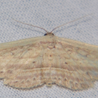 Hyposada hydrocampata (Boletobiinae) at Sheldon, QLD - 27 Apr 2007 by PJH123