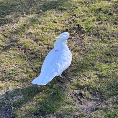 Cacatua galerita (Sulphur-crested Cockatoo) at O'Connor, ACT - 27 Jul 2023 by seb206