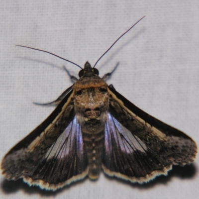Lophoptera melanesigera (Stictopterinae) by PJH123