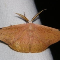 Onycodes rubra (A Geometer moth (Oenochrominae)) at Sheldon, QLD - 27 Apr 2007 by PJH123
