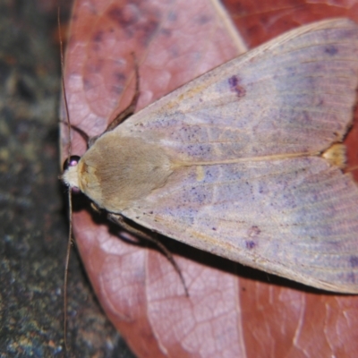 Ophiusa disjungens (Guava Moth) at Sheldon, QLD - 27 Apr 2007 by PJH123