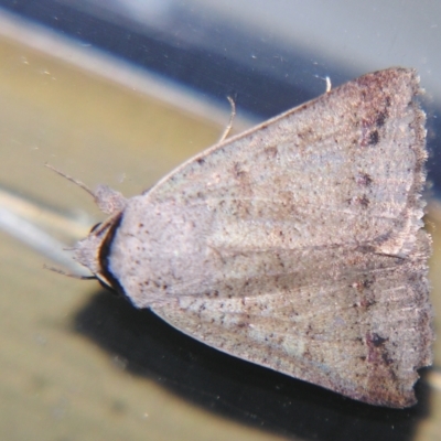 Pantydia sparsa (Noctuid Moth) at Sheldon, QLD - 28 Apr 2007 by PJH123
