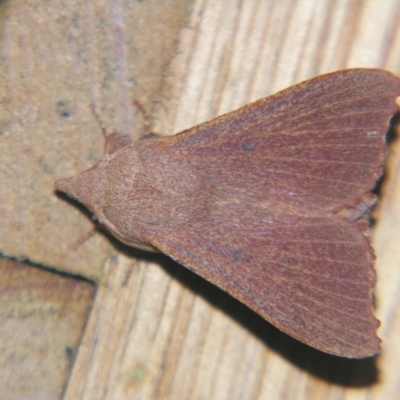 Pararguda crenulata (Lappett moth or Snout moth) at Sheldon, QLD - 27 Apr 2007 by PJH123
