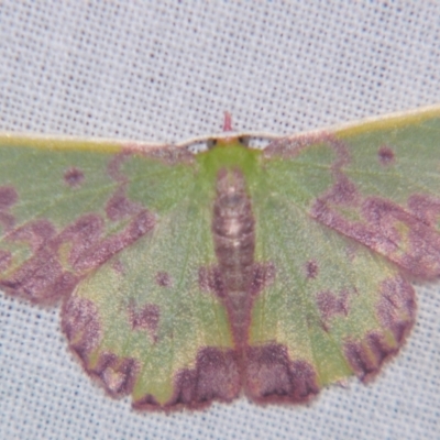 Prasinocyma rhodocosma (Northern Emerald) at Sheldon, QLD - 27 Apr 2007 by PJH123