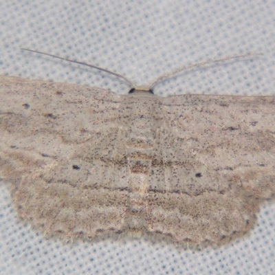 Scopula desita (A Geometer moth) at Sheldon, QLD - 27 Apr 2007 by PJH123