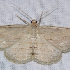 Syneora lithina (Stoney Barkmoth) at Sheldon, QLD - 27 Apr 2007 by PJH123