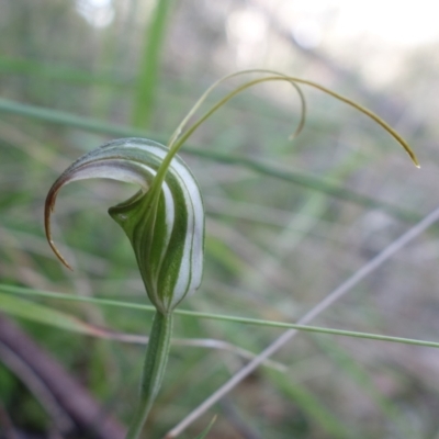 Diplodium decurvum (Summer greenhood) at Paddys River, ACT - 26 Apr 2023 by RobG1