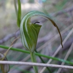 Diplodium decurvum at Tidbinbilla Nature Reserve - suppressed