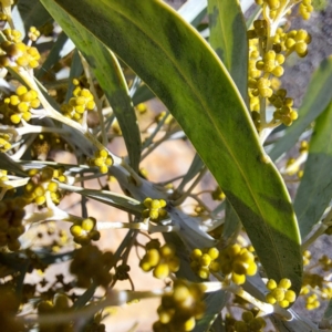 Acacia covenyi at Goulburn, NSW - 27 Jul 2023 01:33 PM