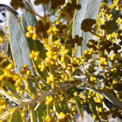 Acacia covenyi at Goulburn, NSW - 27 Jul 2023 01:33 PM