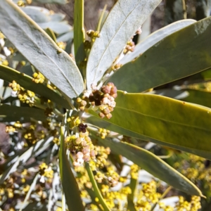 Acacia covenyi at Goulburn, NSW - 27 Jul 2023 01:33 PM