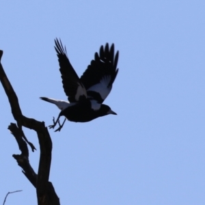 Gymnorhina tibicen at Macarthur, ACT - 27 Jul 2023