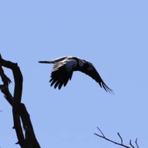 Gymnorhina tibicen at Macarthur, ACT - 27 Jul 2023