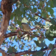 Pardalotus punctatus (Spotted Pardalote) at Wanniassa Hill - 27 Jul 2023 by RodDeb