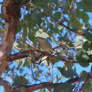 Pardalotus punctatus at Macarthur, ACT - 27 Jul 2023