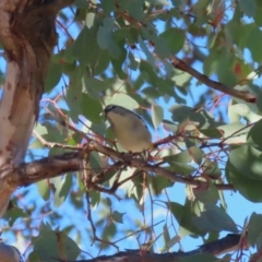 Pardalotus punctatus at Macarthur, ACT - 27 Jul 2023