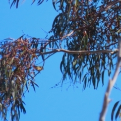 Pardalotus punctatus at Macarthur, ACT - 27 Jul 2023