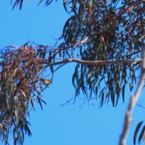 Pardalotus punctatus at Macarthur, ACT - 27 Jul 2023