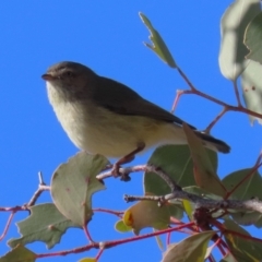 Smicrornis brevirostris (Weebill) at Macarthur, ACT - 27 Jul 2023 by RodDeb