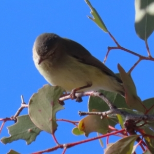 Smicrornis brevirostris at Macarthur, ACT - 27 Jul 2023