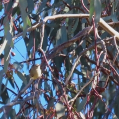 Smicrornis brevirostris at Macarthur, ACT - 27 Jul 2023