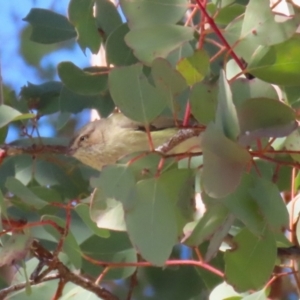 Smicrornis brevirostris at Macarthur, ACT - 27 Jul 2023