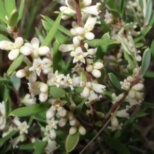 Monotoca scoparia at Stromlo, ACT - 1 May 2023